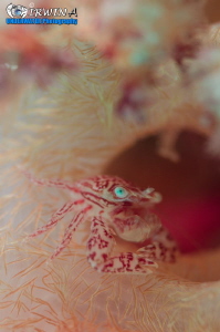 S I D E - V I E W 
Porcelain crab (Porcellanidae)
Anila... by Irwin Ang 